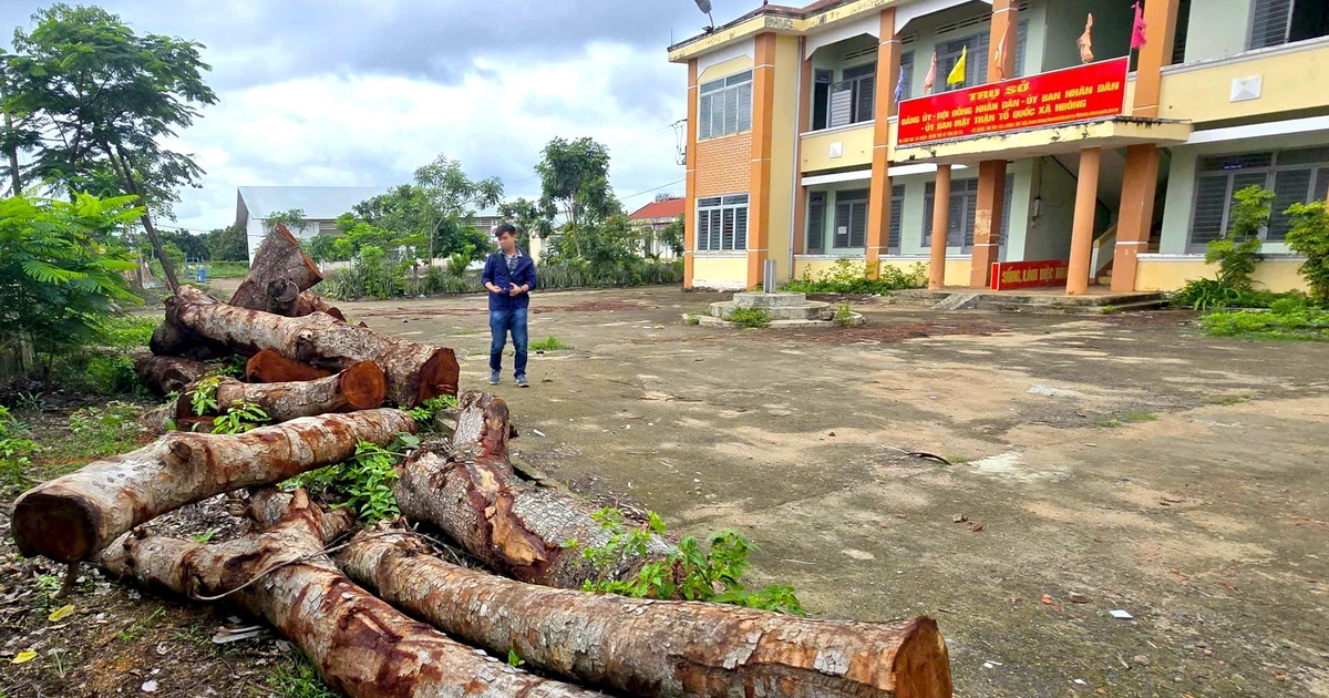 Phó Bí thư Thường trực Tỉnh ủy Gia Lai chỉ đạo làm rõ vụ cưa cây gỗ trong trụ sở xã