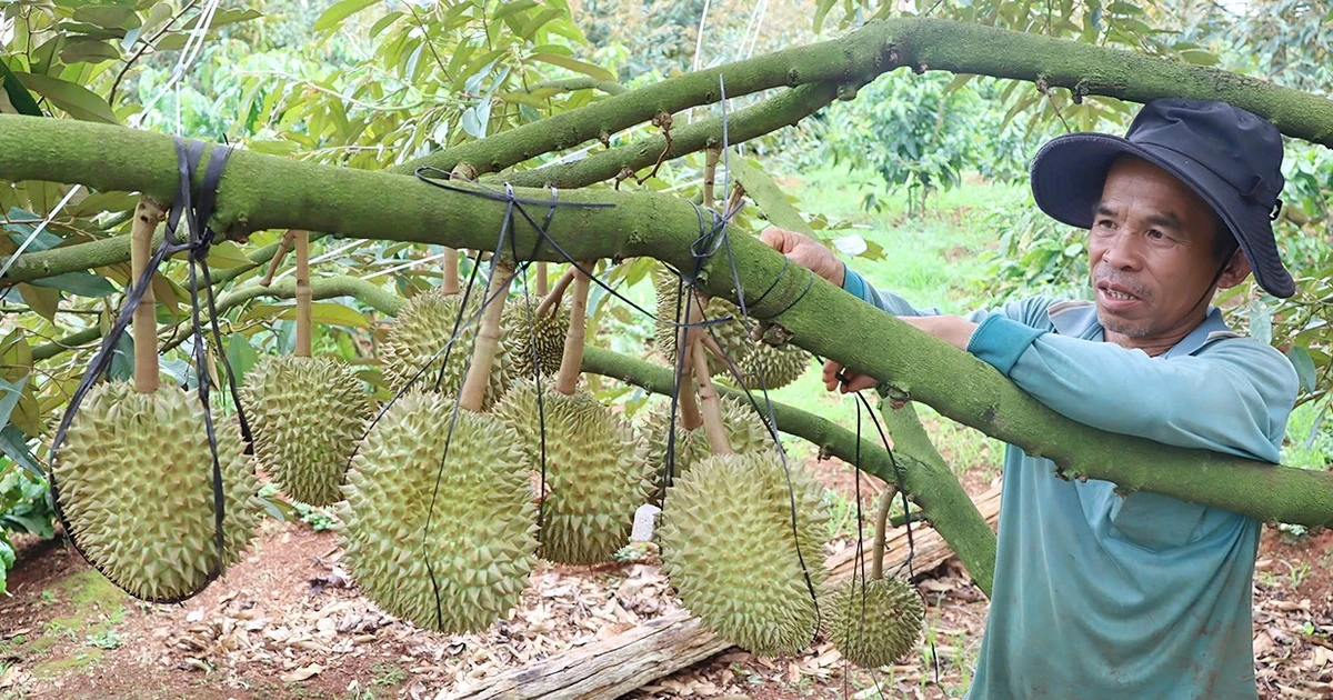 Tất bật bảo vệ vườn sầu riêng trước mùa mưa bão
